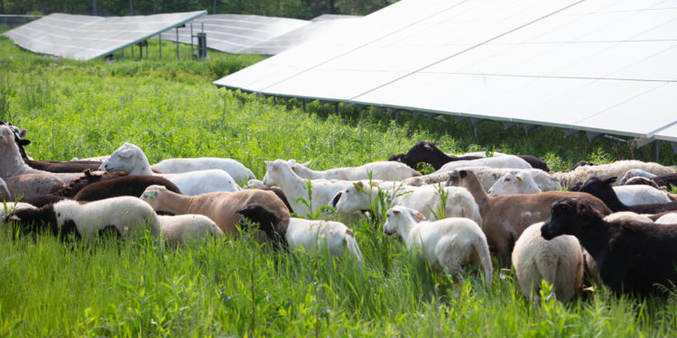 solar grazing güneş enerjili hayvancılık
